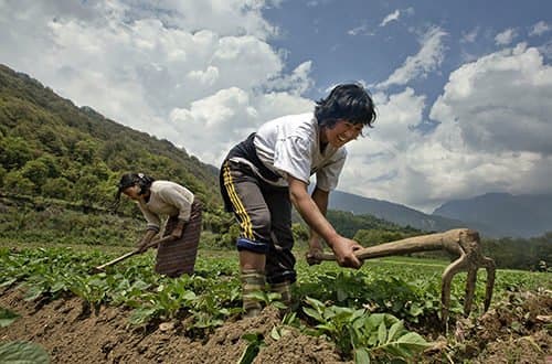 Mega Farms: Boosting Bhutan's Food Security 🌾