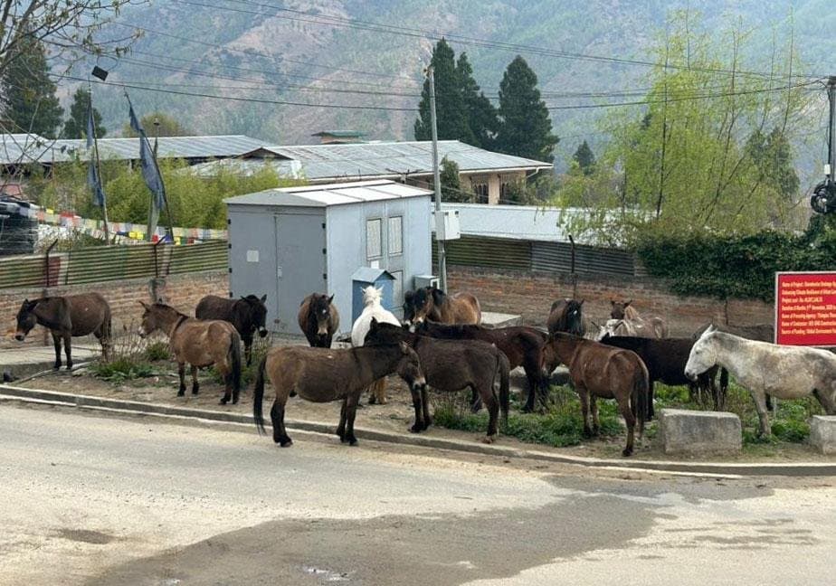 Thimphu's Stray Horse Dilemma: Roads Over Rules